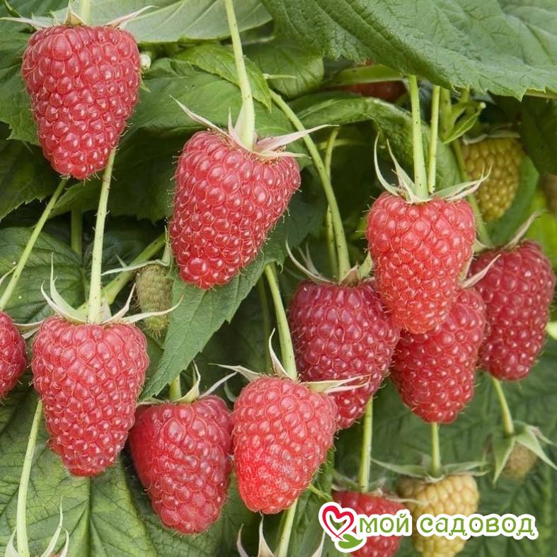 Малина крупноплодная Алтайская