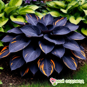 Хоста Умбра