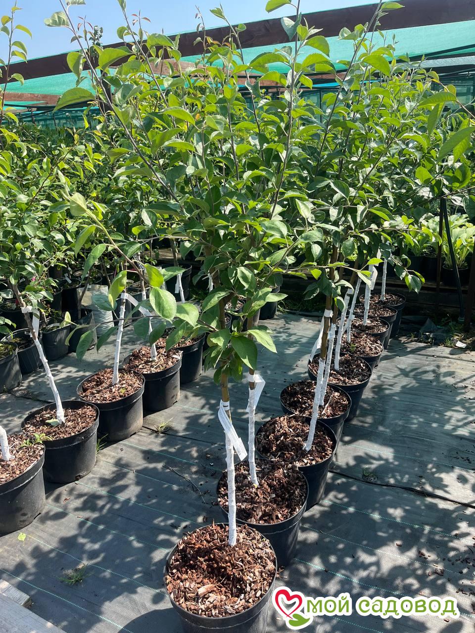 Яблоня Вильямс Прайд